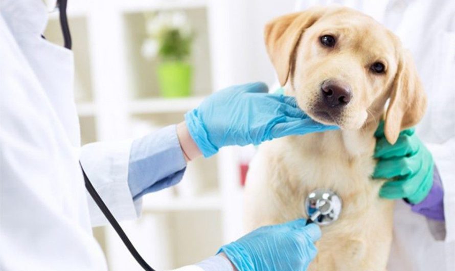 Europe Animal Healthcare Market: An Comprehensive Overview