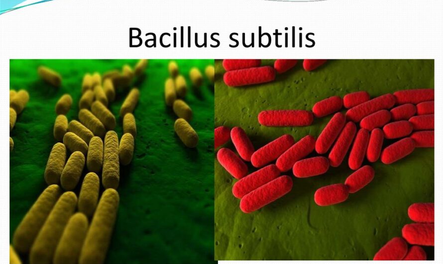 Global Bacillus Subtilis Market Is Estimated To Witness High Growth Owing To Growing Demand For Organic Farming And Increasing Awareness About Environment-friendly Agricultural Practices
