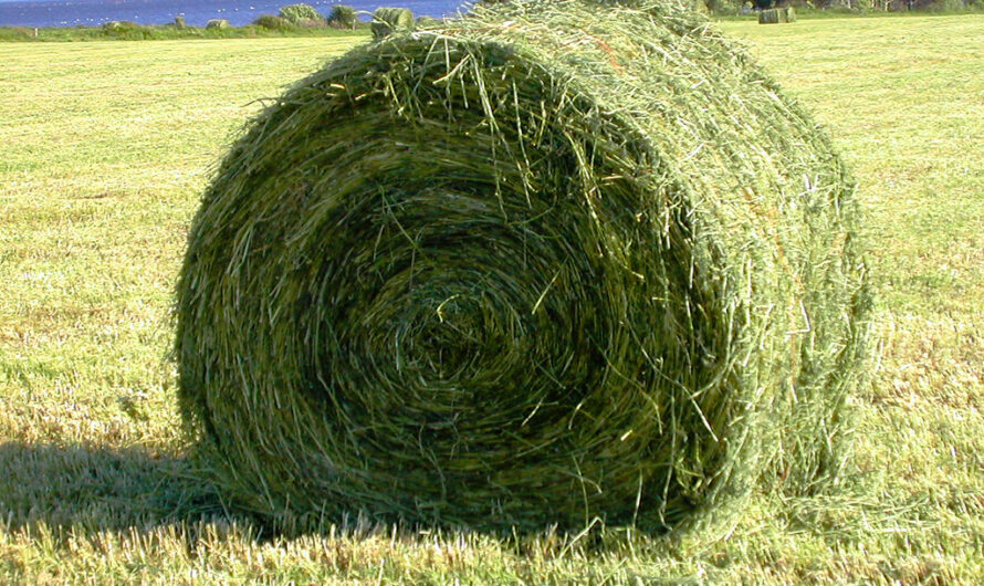 Alfalfa hay Market is Estimated to Witness High Growth owing to Rising Demand for Animal Feed