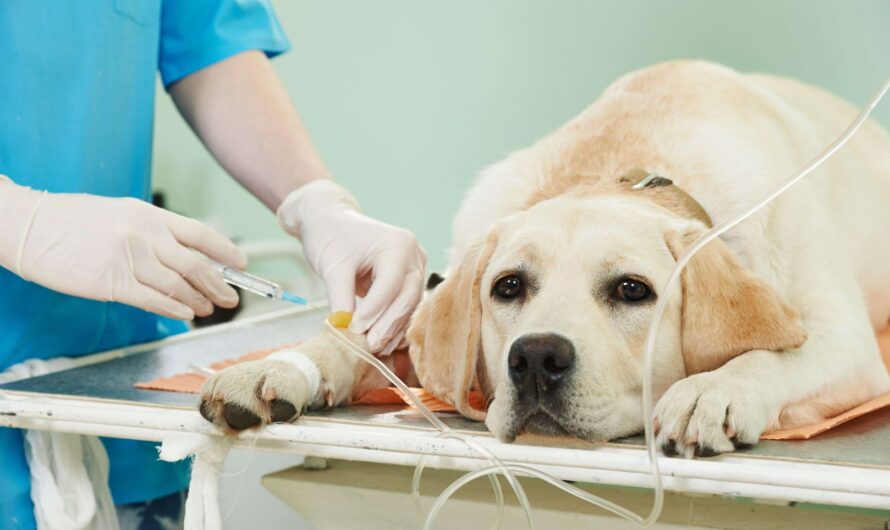 The Veterinary Oncology Market is estimated to be valued at US$ 657.42 Mn in 2023