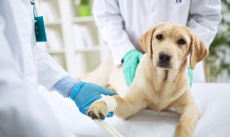 The Global Animal Healthcare Market Is Expected To Be Flourished By The Growing Adoption Of Pet Insurance