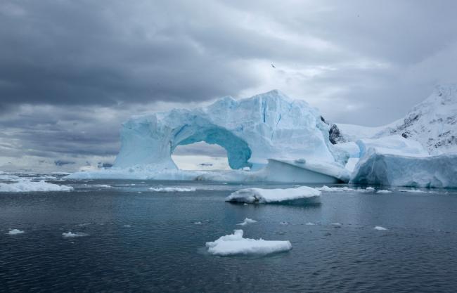 Avian Influenza Threatens Antarctic Wildlife: Urgent Action Needed to Prevent Catastrophe