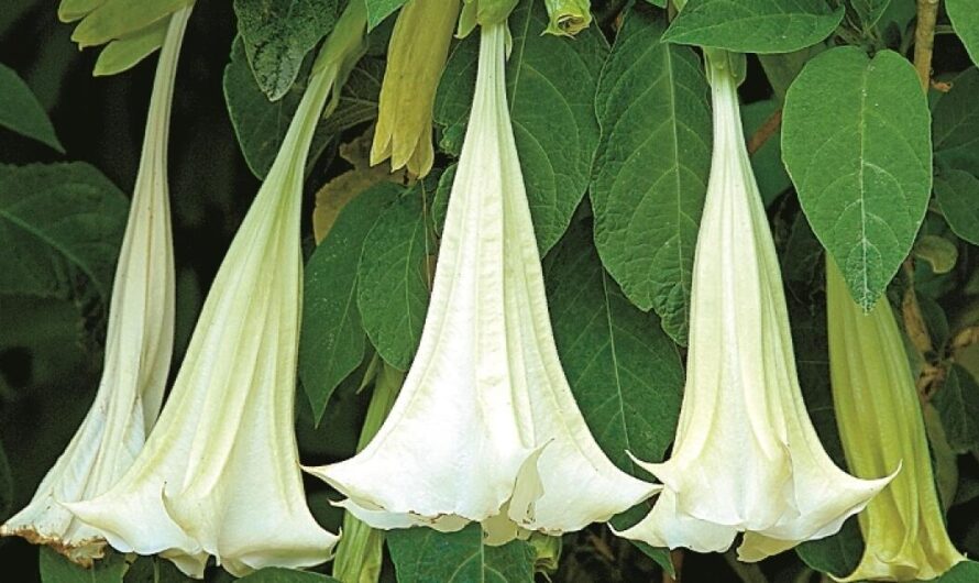 The Global Scopolamine Market Is Estimated To Propelled By Increasing Prevalence Of Motion Sickness