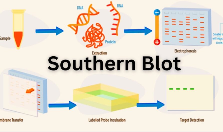 The Southern Blotting Market Is Expected To Be Flourished By Growing Adoption Of Molecular Diagnostics