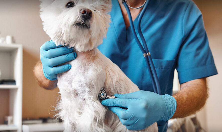 Veterinary Medicine: An Essential Profession