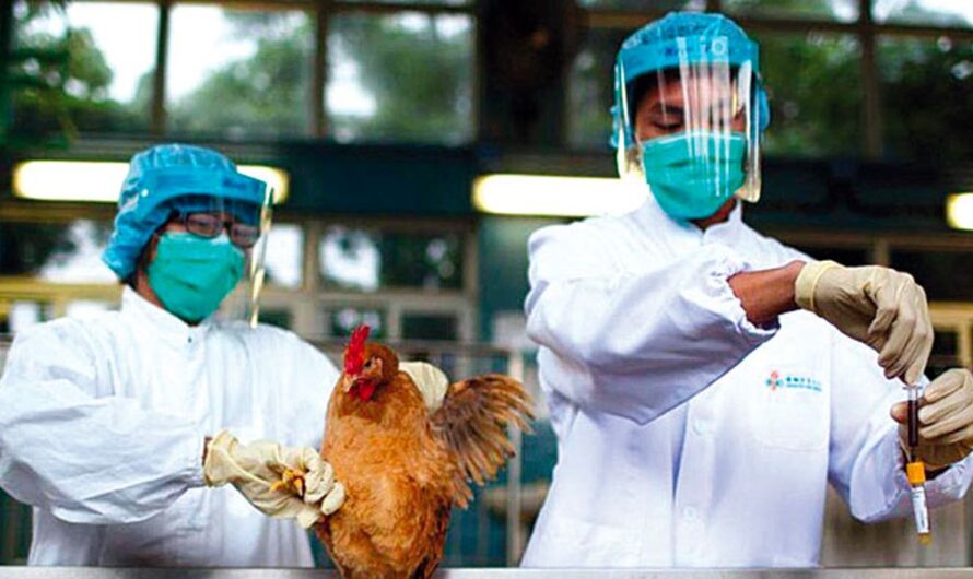 Two Young Girls in Australia Diagnosed with Avian Influenza (H5N1) – WHO Are at Risk?