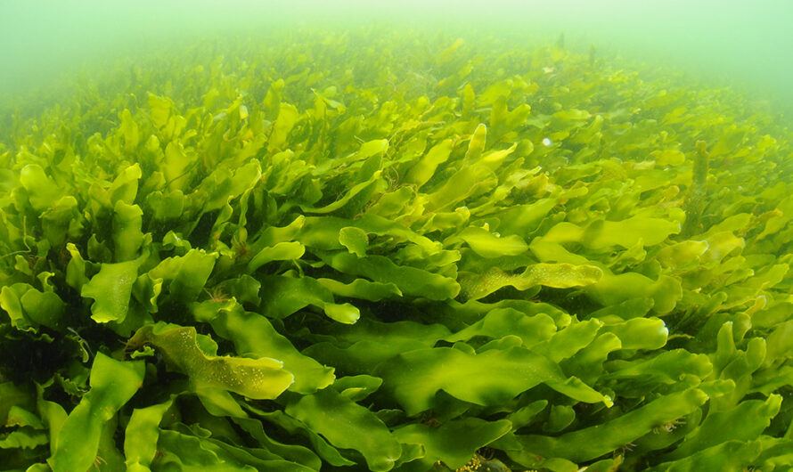 Commercial Seaweed Farming: An Emerging Commercial Industry