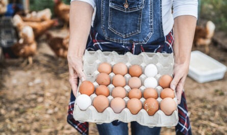 Global Vegan Eggs Market