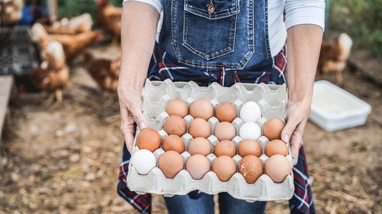 Rising Demand for Plant-Based Foods Spurs Growth in Global Vegan Eggs Market