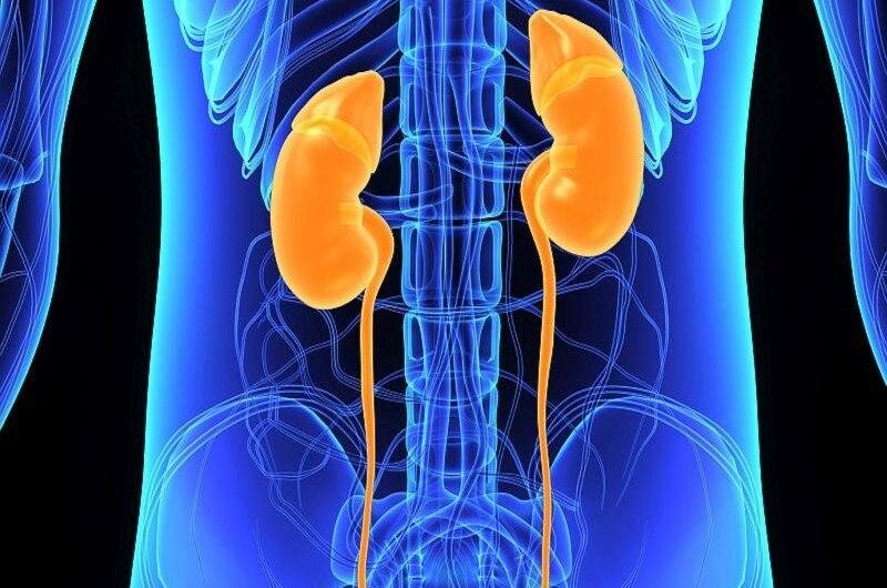 Kidney Cancer Drugs Market is Set for Substantial Growth Owing to Technological Advancements in Targeted Drug Therapies