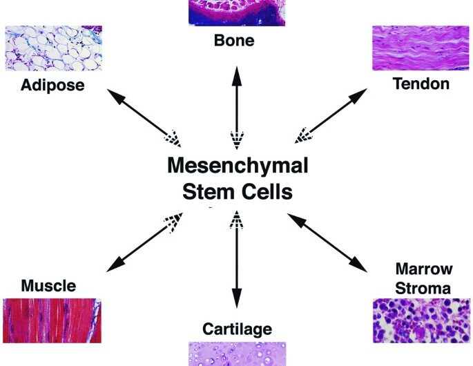 Mesenchymal Stem Cells: Exploring the Unique Aspects and Potential Health Benefits of Mesenchymal
