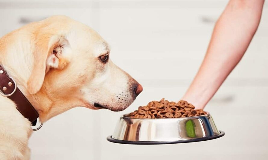 Pet Food Bowl Market Steadily Grows Due to Rising Pet Adoption