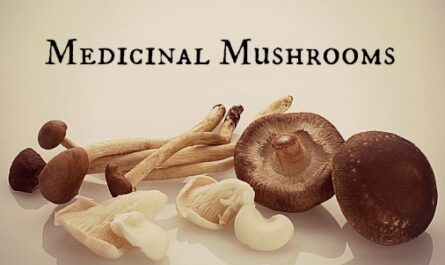 Global Medicinal Mushroom Market